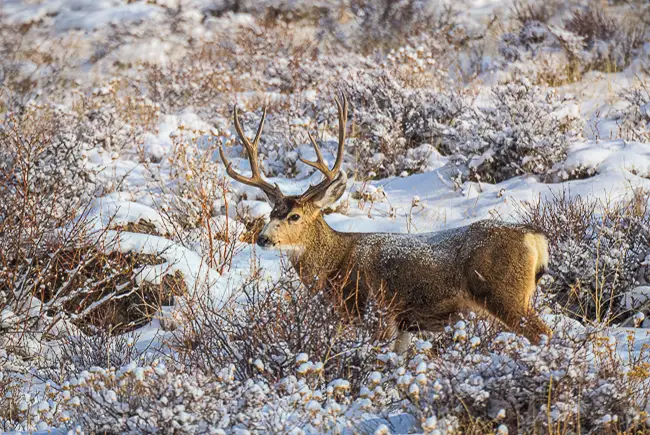 Mule Deer buck in the snowy bushes. Estes Park Winter Wildlife Tour